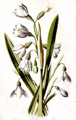 Snowdrop and snowflake by Hulme