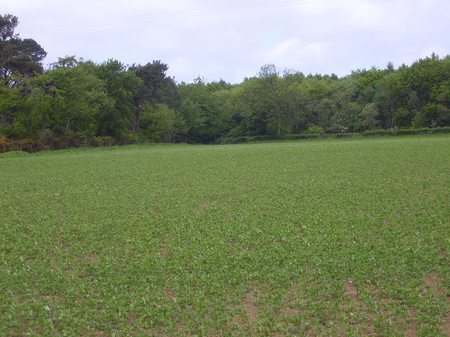 File:Freshly planted cabbage field - geograph.org.uk - 817594.jpg