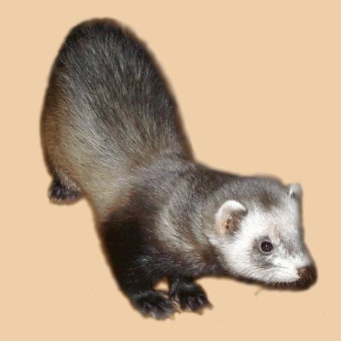 Mustelidae - Wikipedia