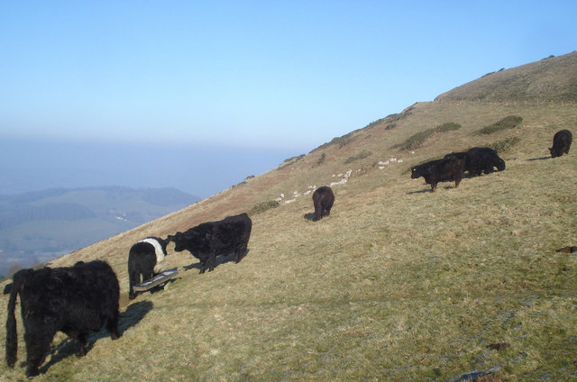 File:Galloway cattle on the Worcestershire Beacon - geograph.org.uk - 760577.jpg