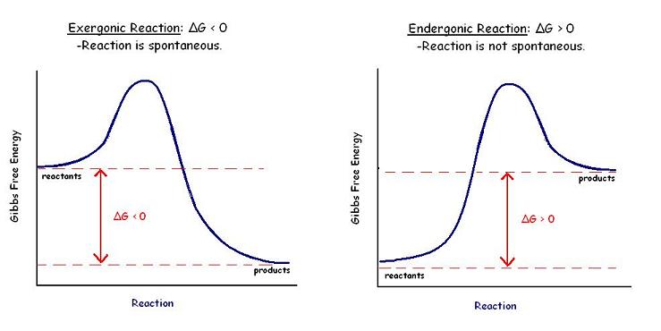 enzyme activation energy graph