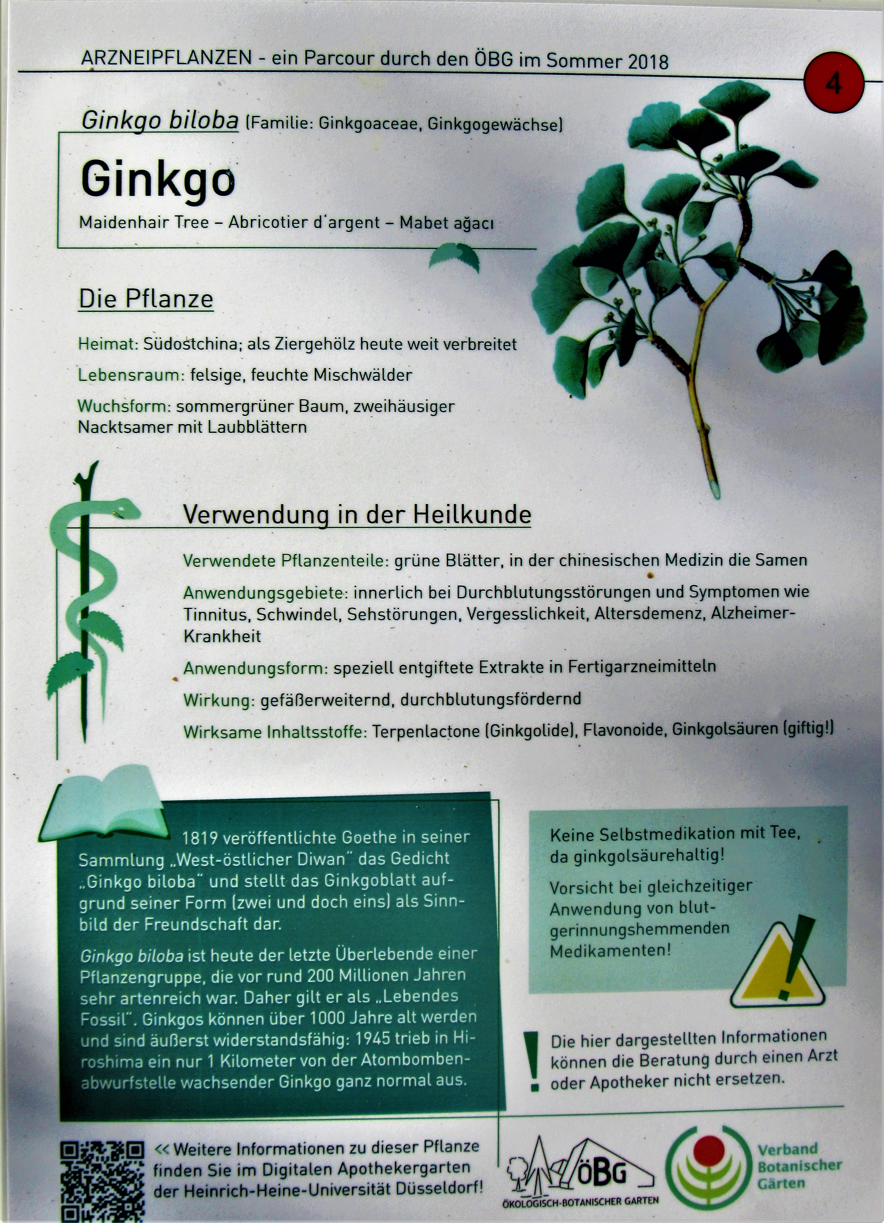 File Ginkgo Ii Jpg Wikimedia Commons