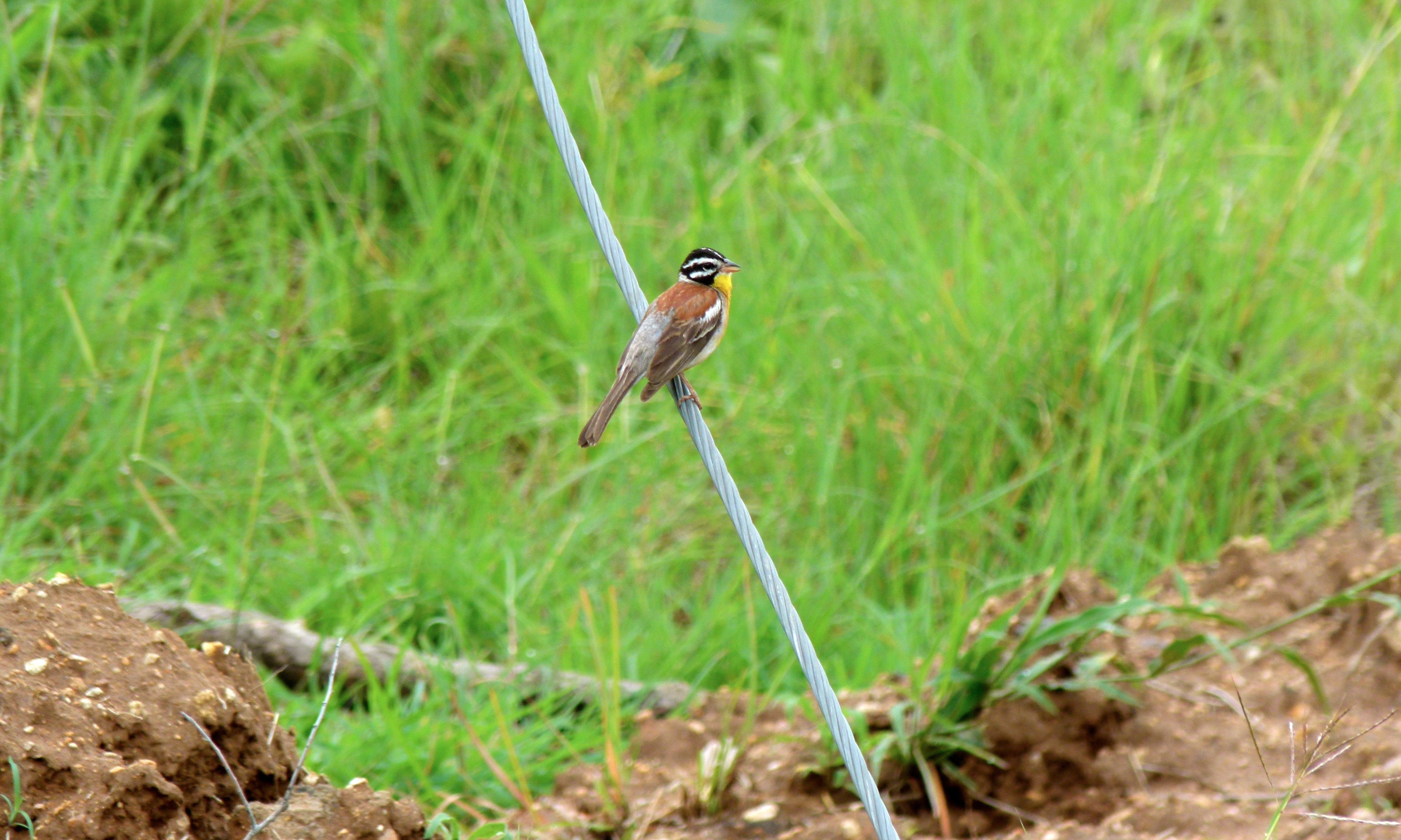 Golden-breasted Bunting (Emberiza flaviventris) (5984906518).jpg