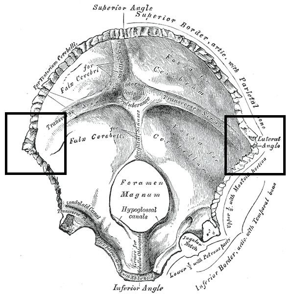 Occipital ridge - Wikipedia