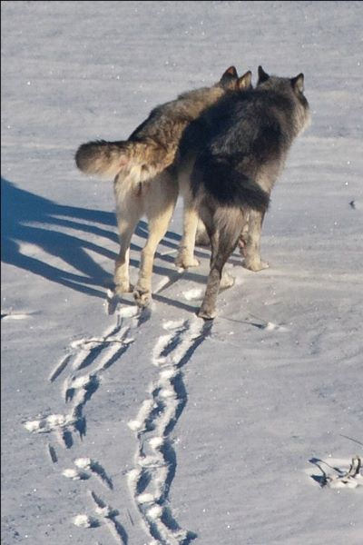File:Gray wolves leaving tracks in the snow.jpg