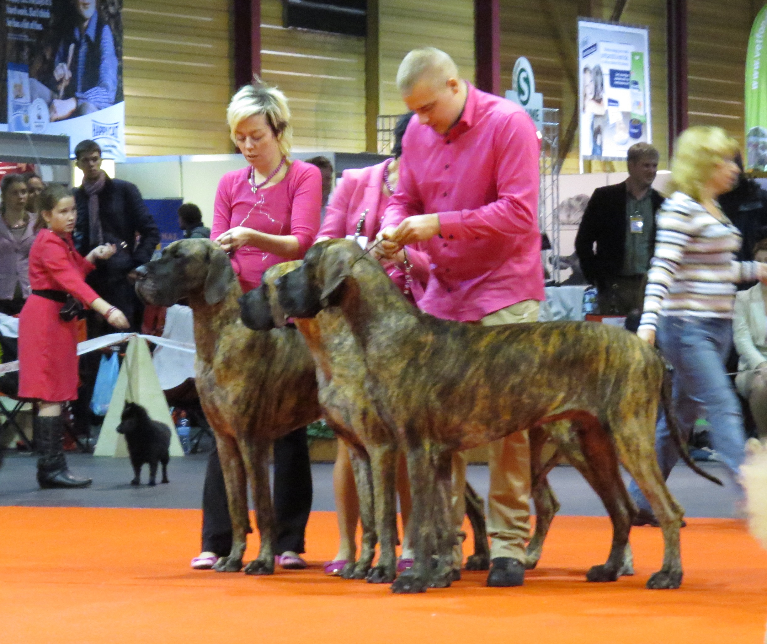 Great Dane Group 107