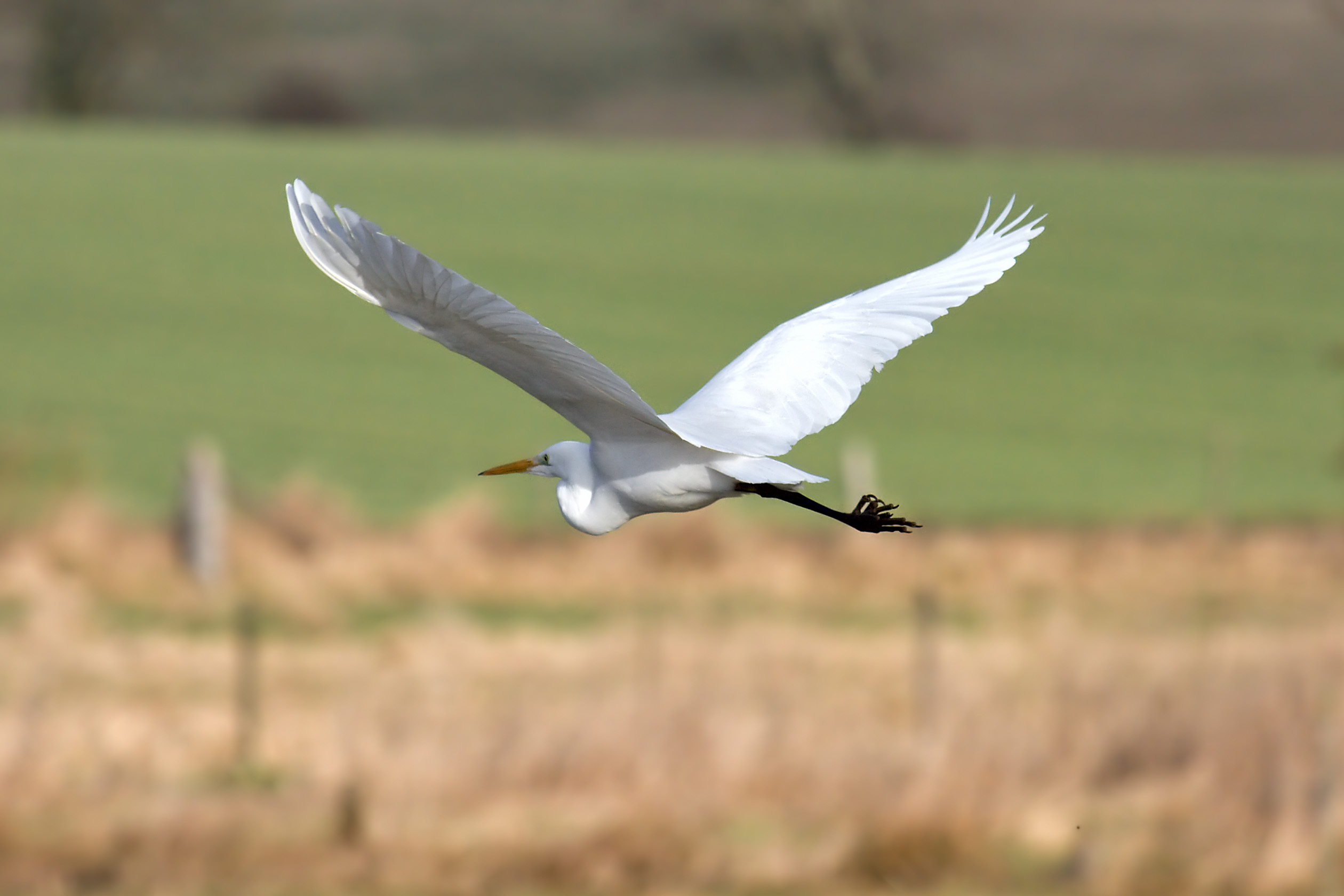 work english only rules Wikimedia  File:Great Commons egret low.jpg  flying