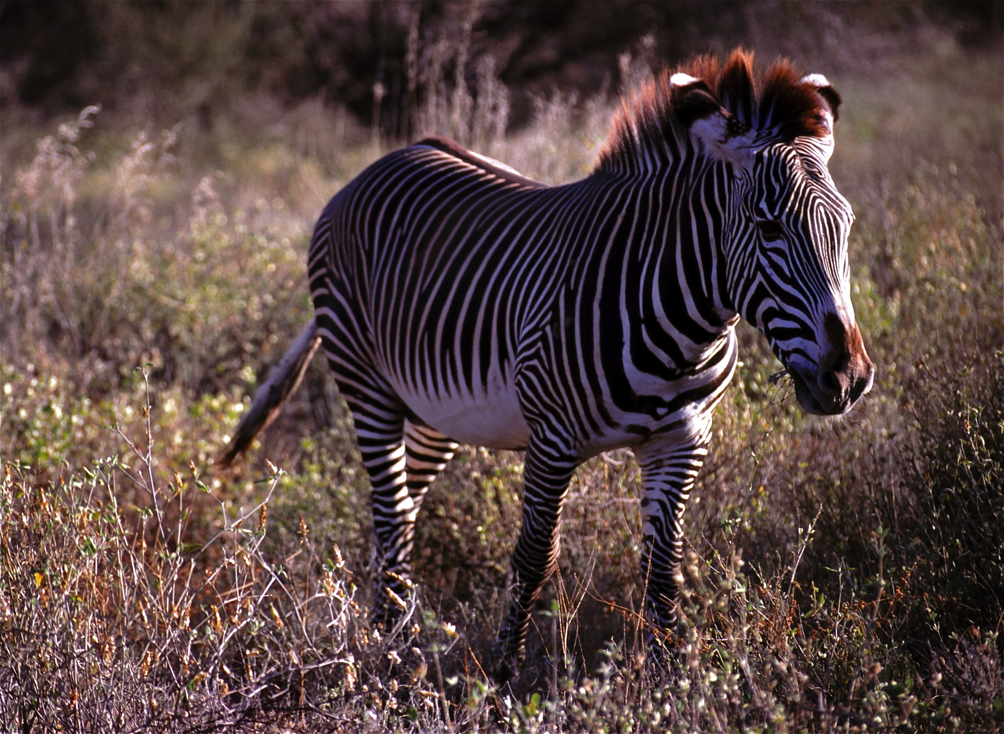 Grevy's Zebra (Equus grevyi) (7667120466).jpg