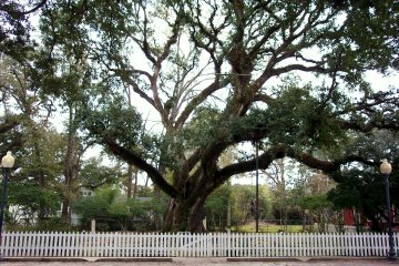 File:Hammond oak.jpg