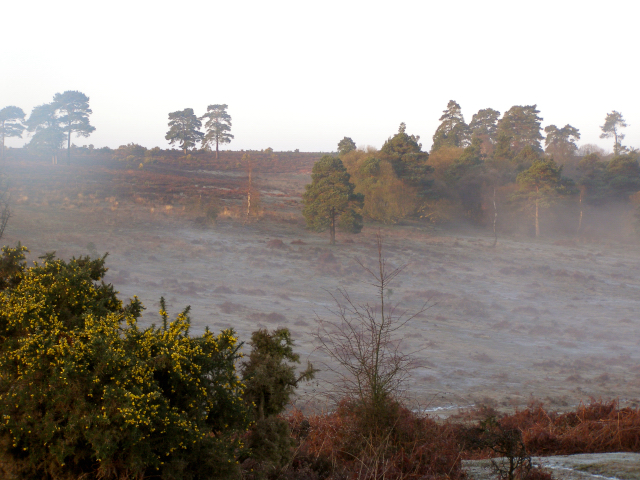 Heathland to the west of Cadman's Pool, New Forest - geograph.org.uk - 150789