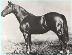 Heroic (horse) Australian Thoroughbred racehorse