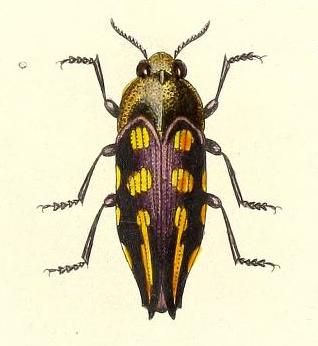 <i>Astraeus flavopictus</i> Species of beetle