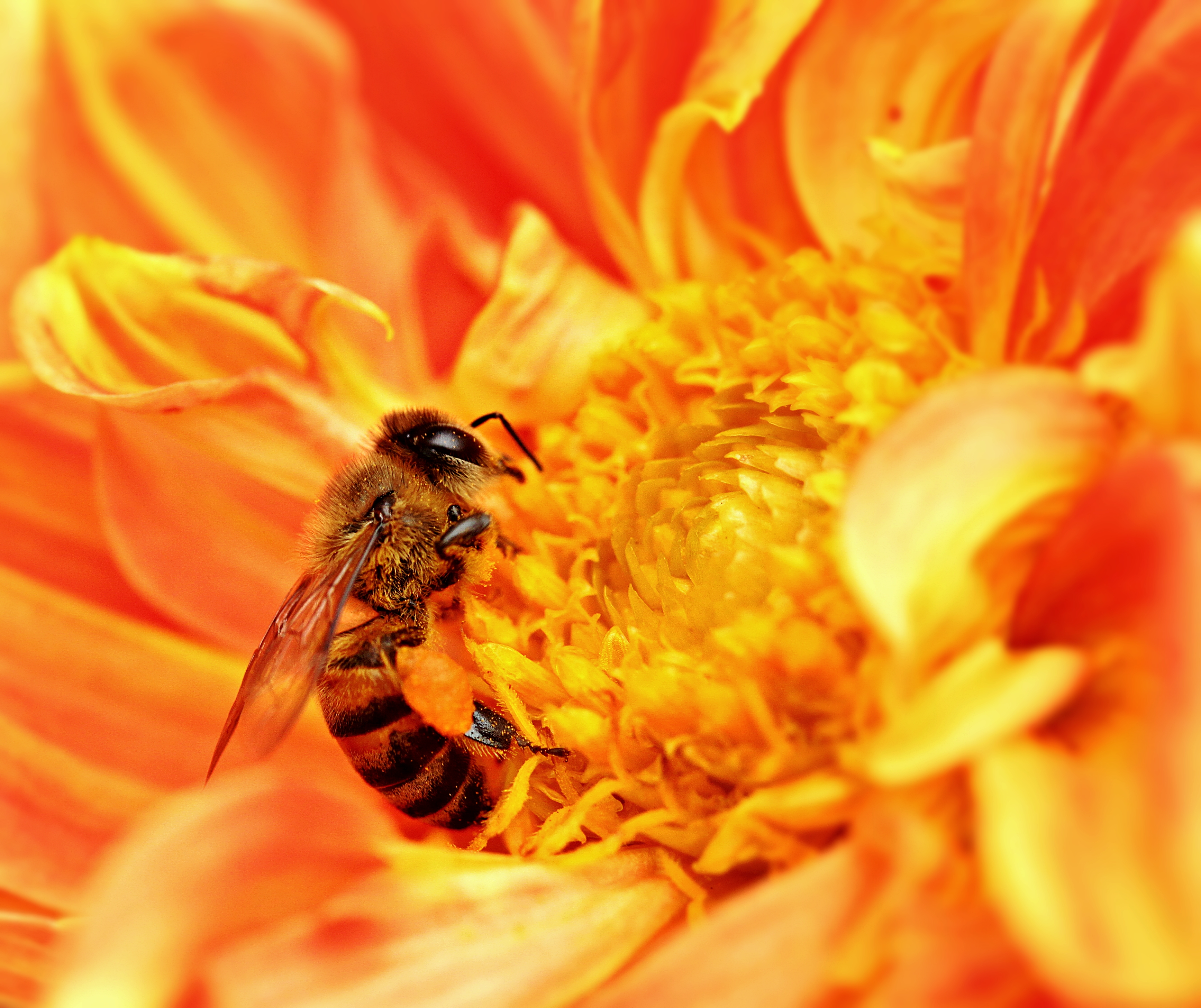File Honey Bee Takes Nectar Wikipedia