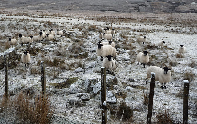 File:Hungry sheep - geograph.org.uk - 1691797.jpg