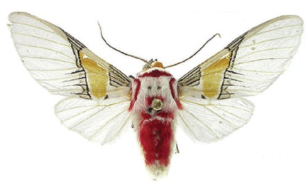 File:Idalus paulae male dorsal view.jpg