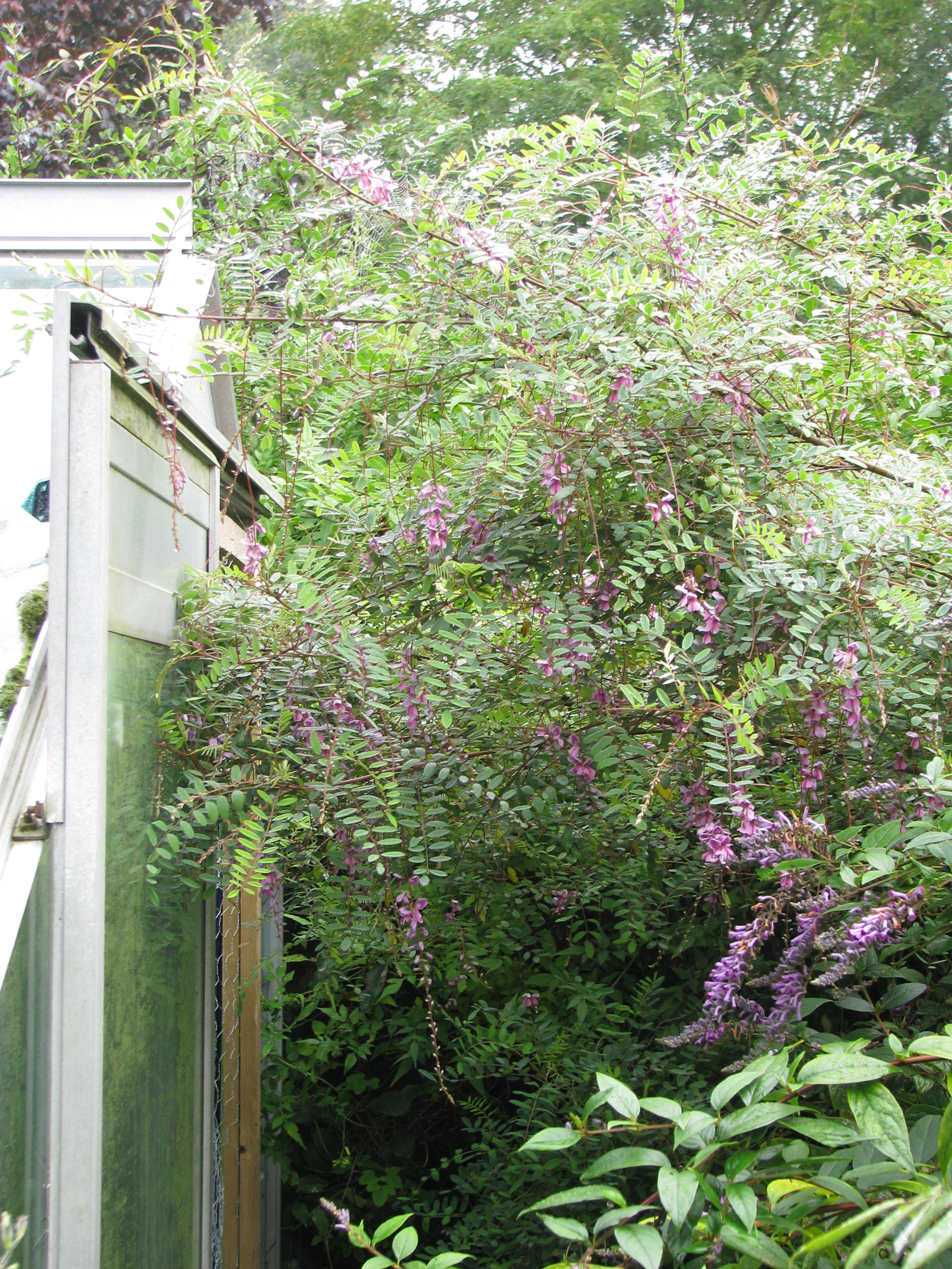 Indigofera pendula (9994979283).jpg