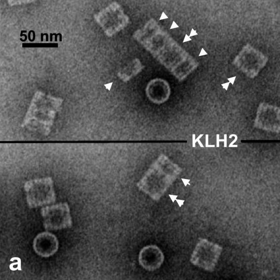 File:KLH2 Hemocyanin.jpg