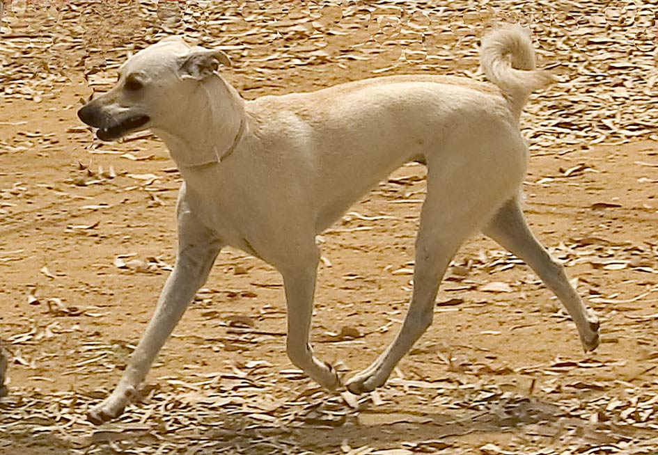 パリア犬 Wikipedia