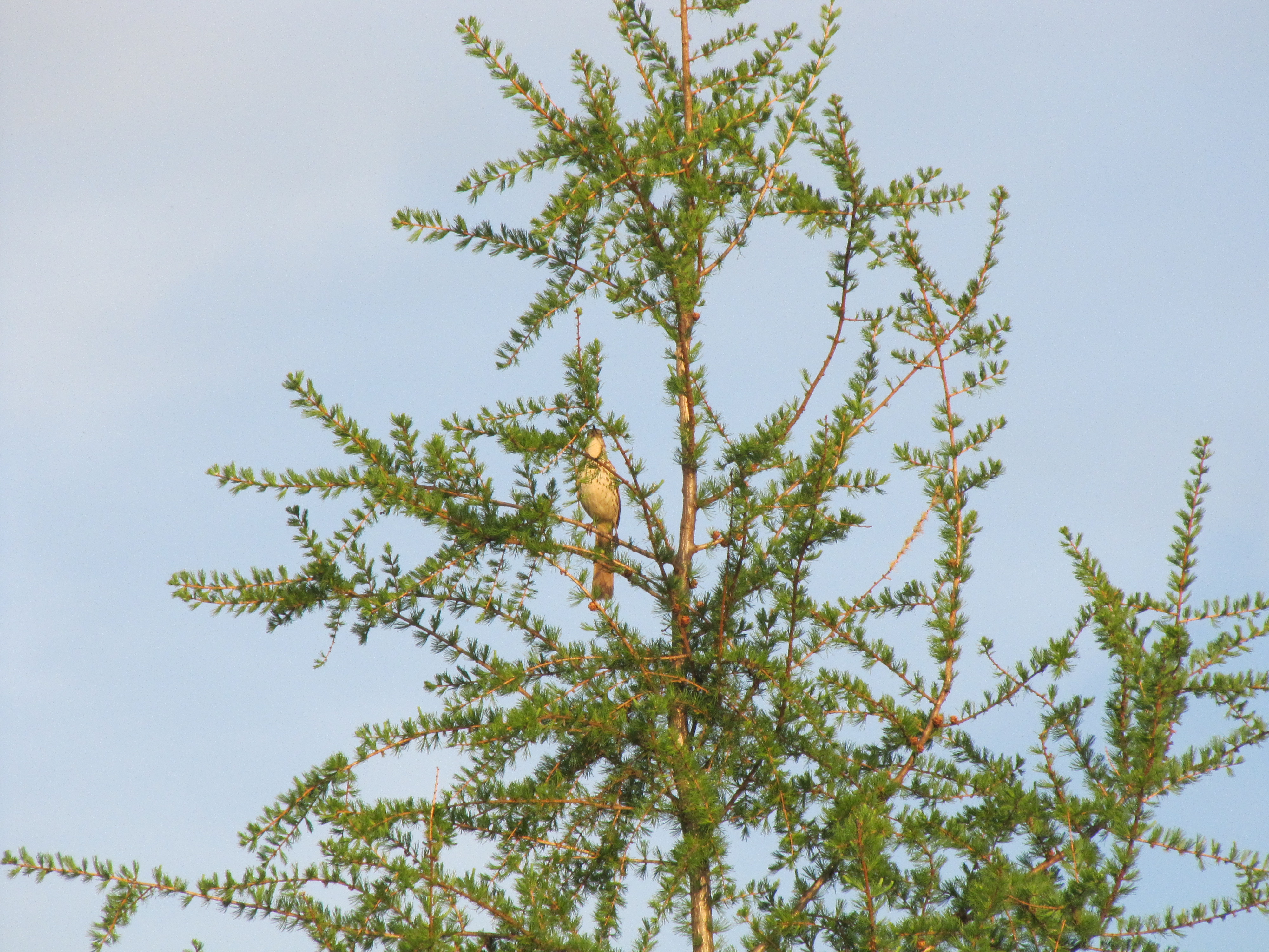 Larix laricina