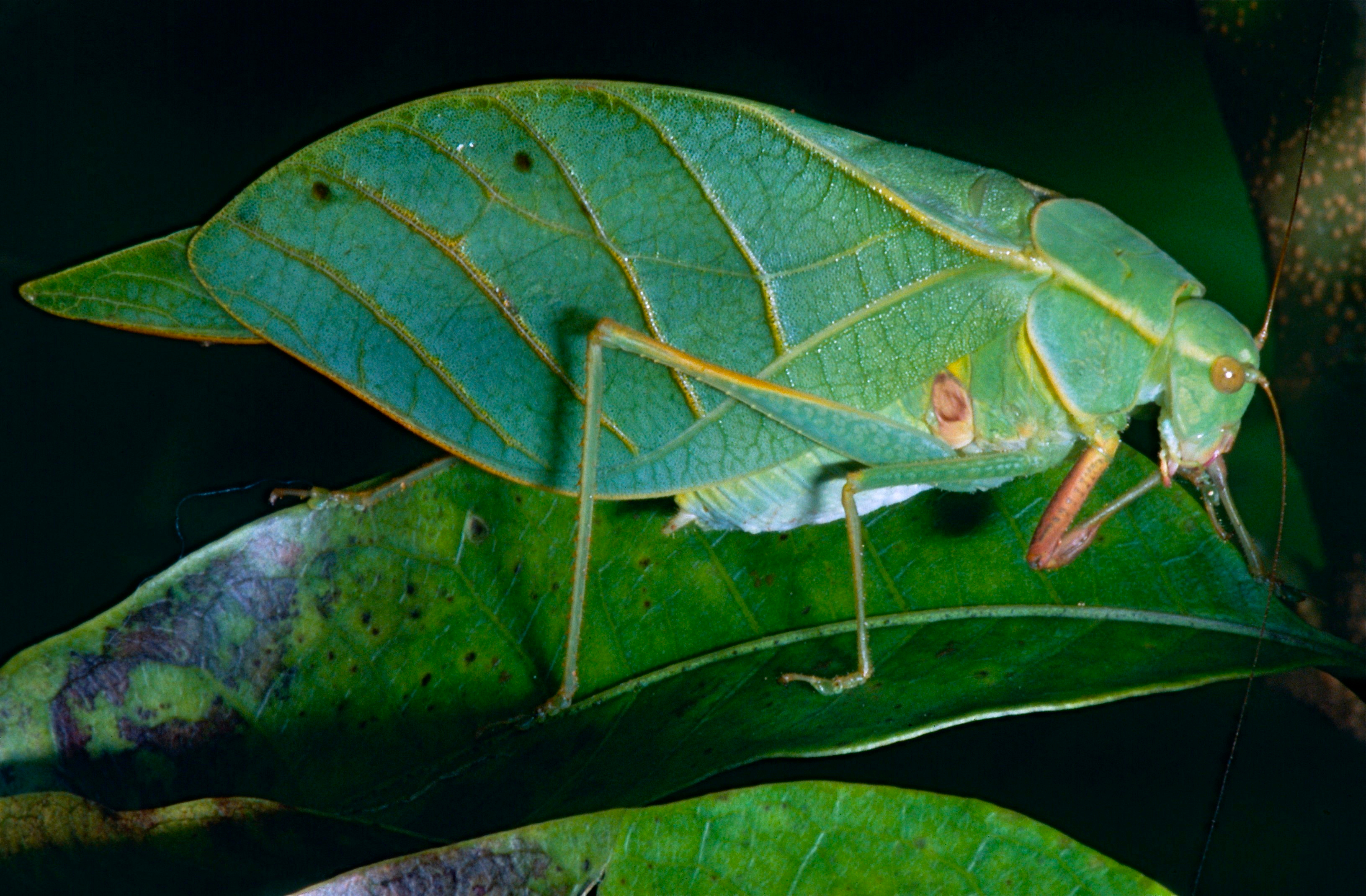 Leaf Katydid (Tettigoniidae) (13908990358).jpg