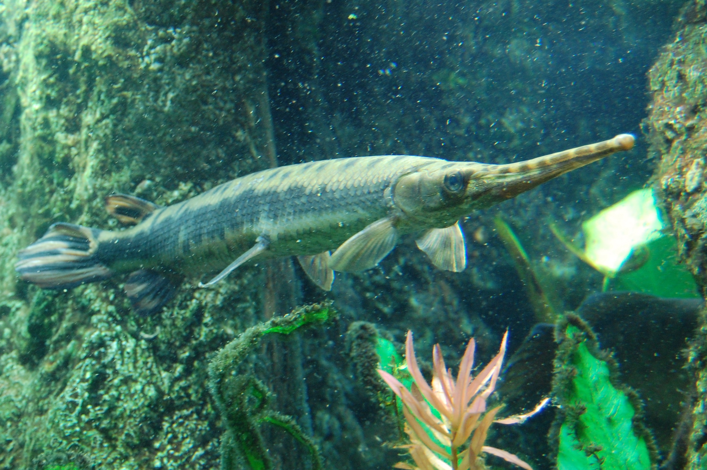 RARE Toba Aquarium Longnose Gar Fossil Fish Mini Figure Nice! 