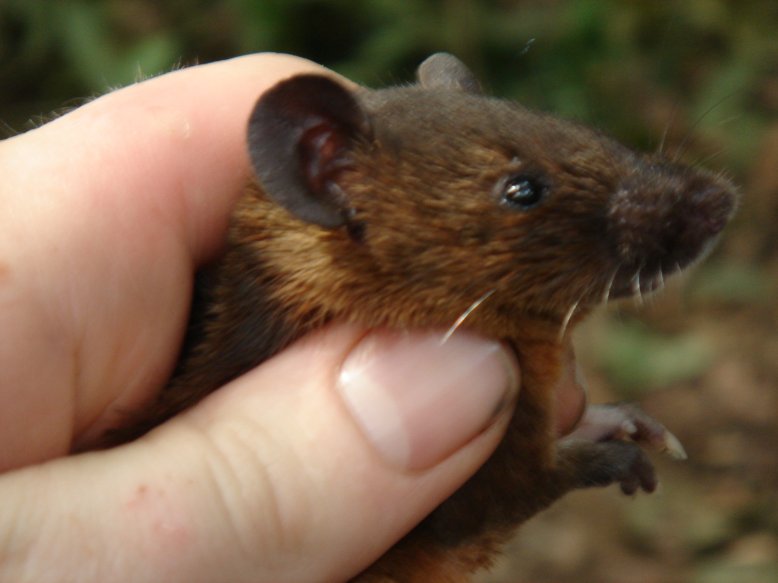The average adult size of a Rusty-bellied brush-furred rat is  (0' 5