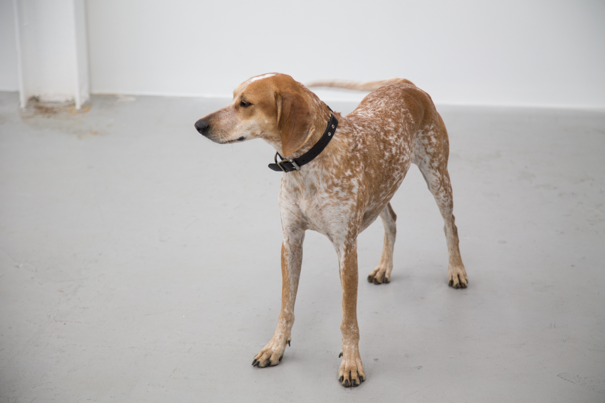 red english coonhound