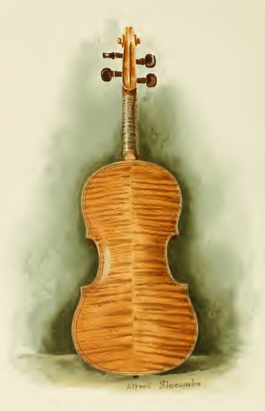 File Maggini Dumas Violin Back Png Wikipedia