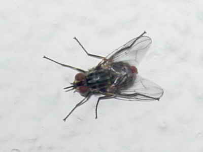 File:Mosca 050611 230.jpg