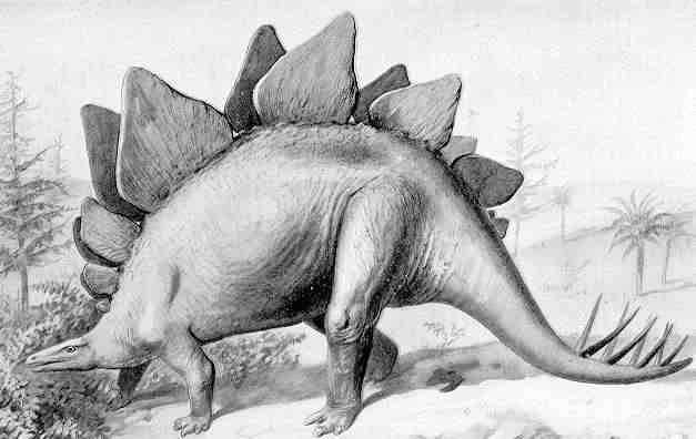 Stegosaurus - Wikipedia, la enciclopedia libre