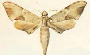 <i>Neopolyptychus compar</i> Species of moth