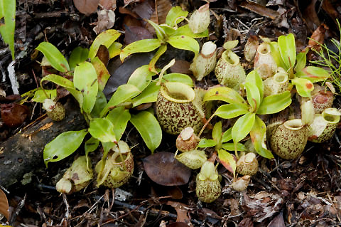 File:Nepenthes hookeriana3.jpg