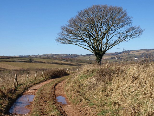 Oak by the West Deane Way - geograph.org.uk - 1751938