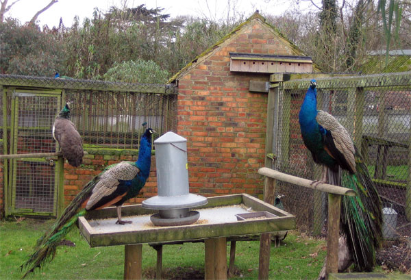 Peacock Enclosure, Upton Country Park - geograph.org.uk - 161106