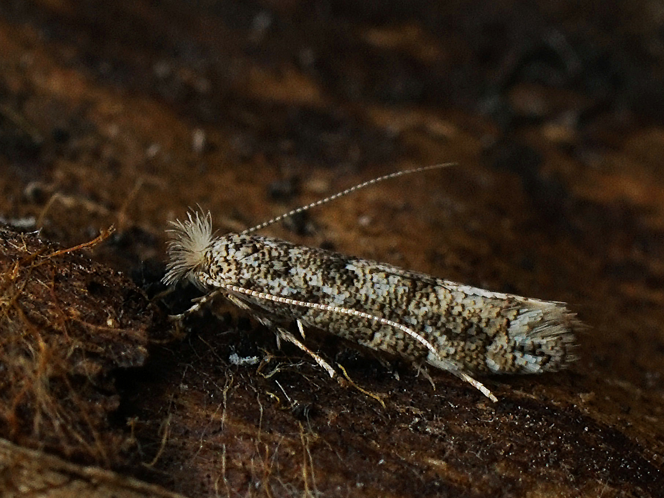 Phyllonorycter populifoliella