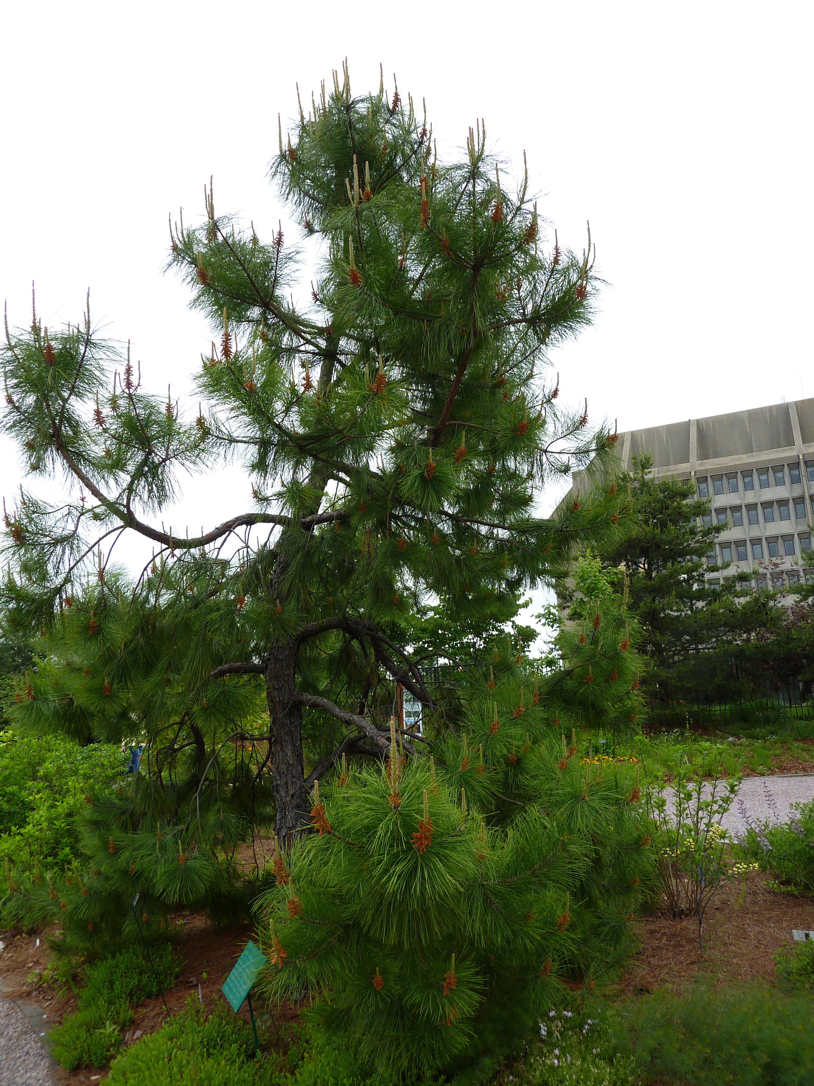 Хвойная 40. Сосна Пинус сукцинифера. Сосна 40 метров. Pond Pine Pinus serotina. Маленькая сосна как кустарник.