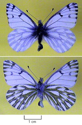 File:Pontia sisymbrii.jpg