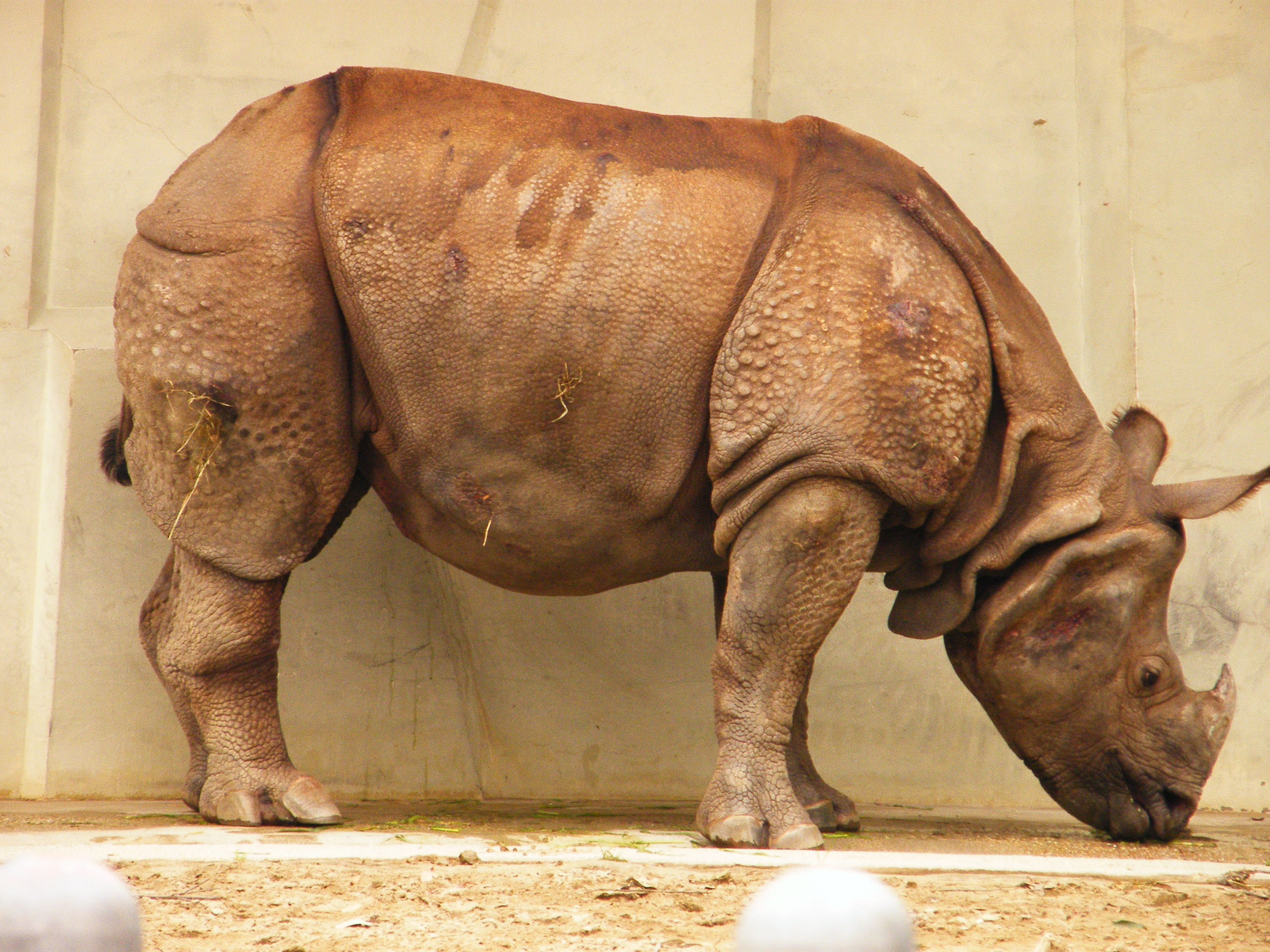 Royal zoo. Schizura unicornis.