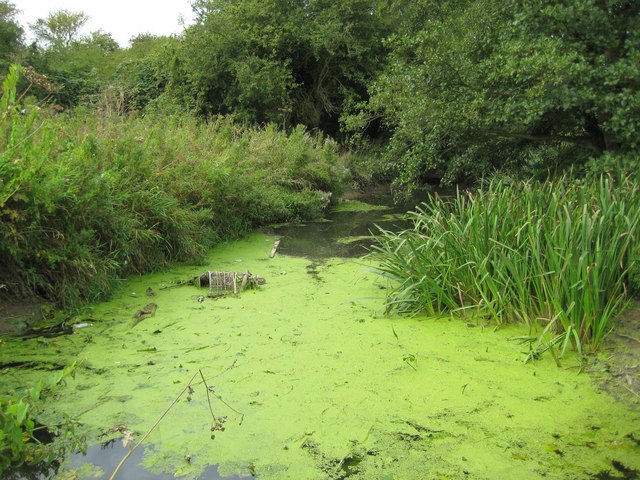 River Colne in Halstead - geograph.org.uk - 1463192