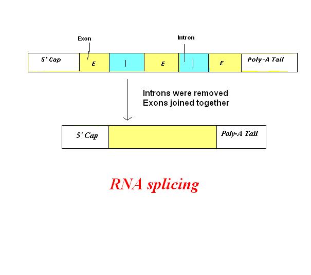 rna processing