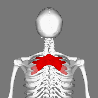 Serratus posterior superior muscle animation