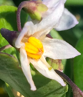 <i>Solanum africanum</i> Species of shrub