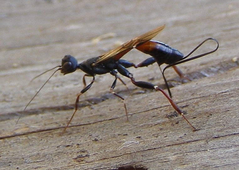 File:Stephanus serrator F (ovipositing) rotated.JPG