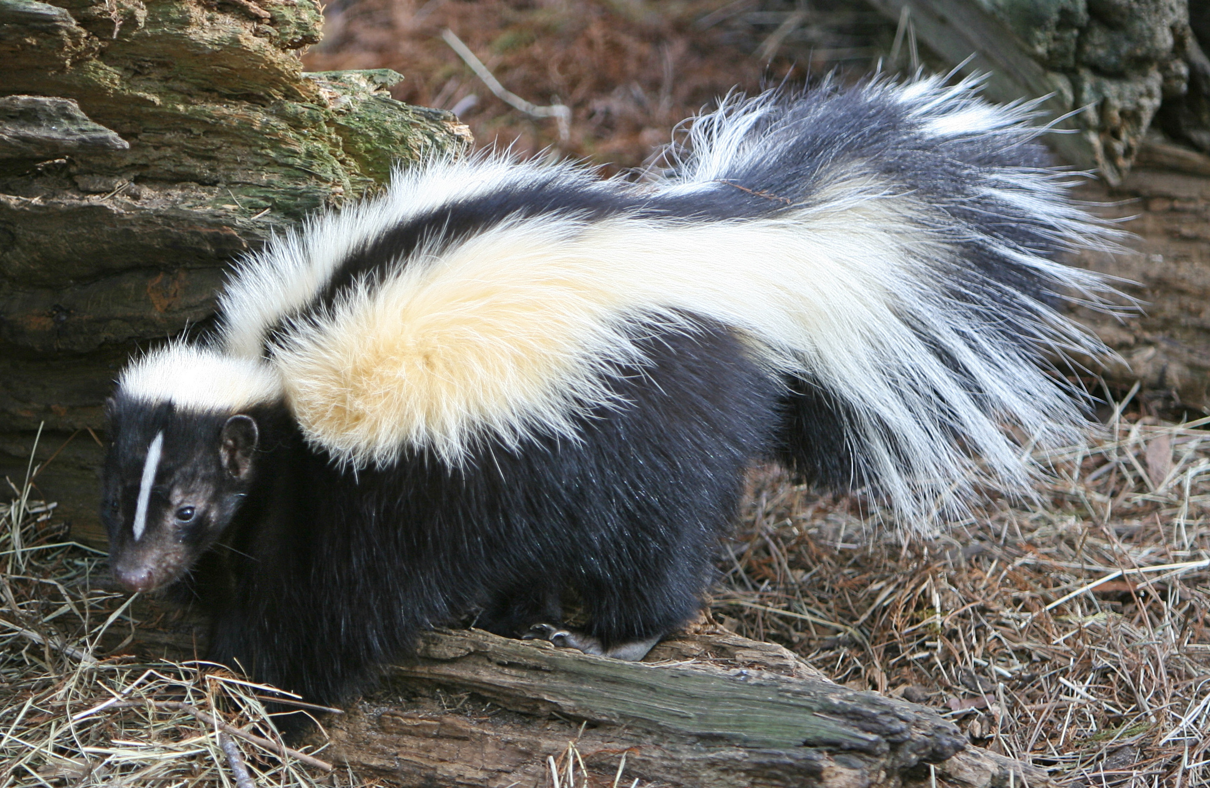 striped skunk scientific name