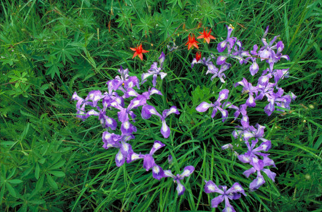 File:Unidentified iris and crimson columbine (5648499064).jpg