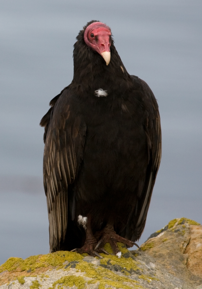 How to Get Rid of Turkey Vultures