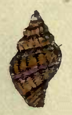 <i>Vexillum histrio</i> Species of gastropod