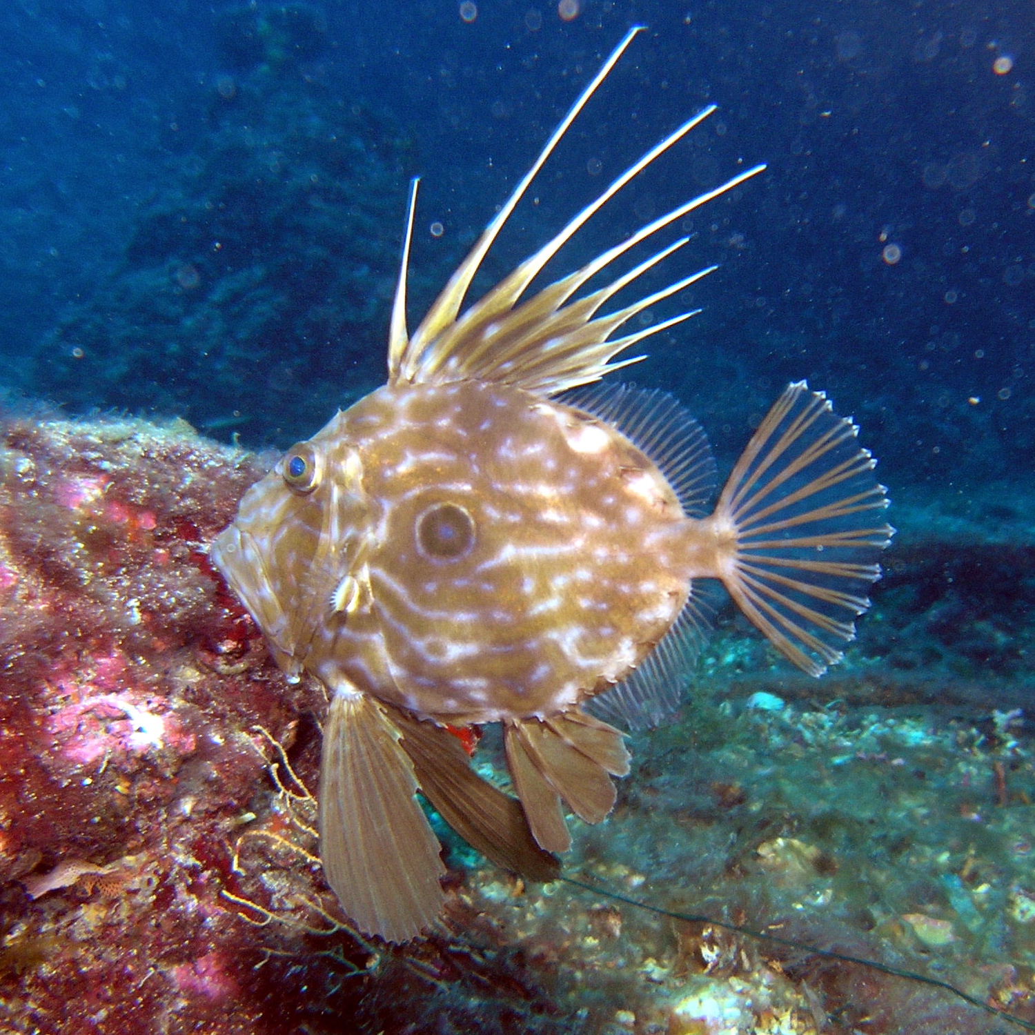 Dory Fish Wikipedia