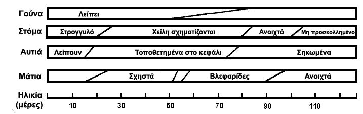 File:Αναπτυξιακά στάδια της του διαβόλου της Τασμανίας.png