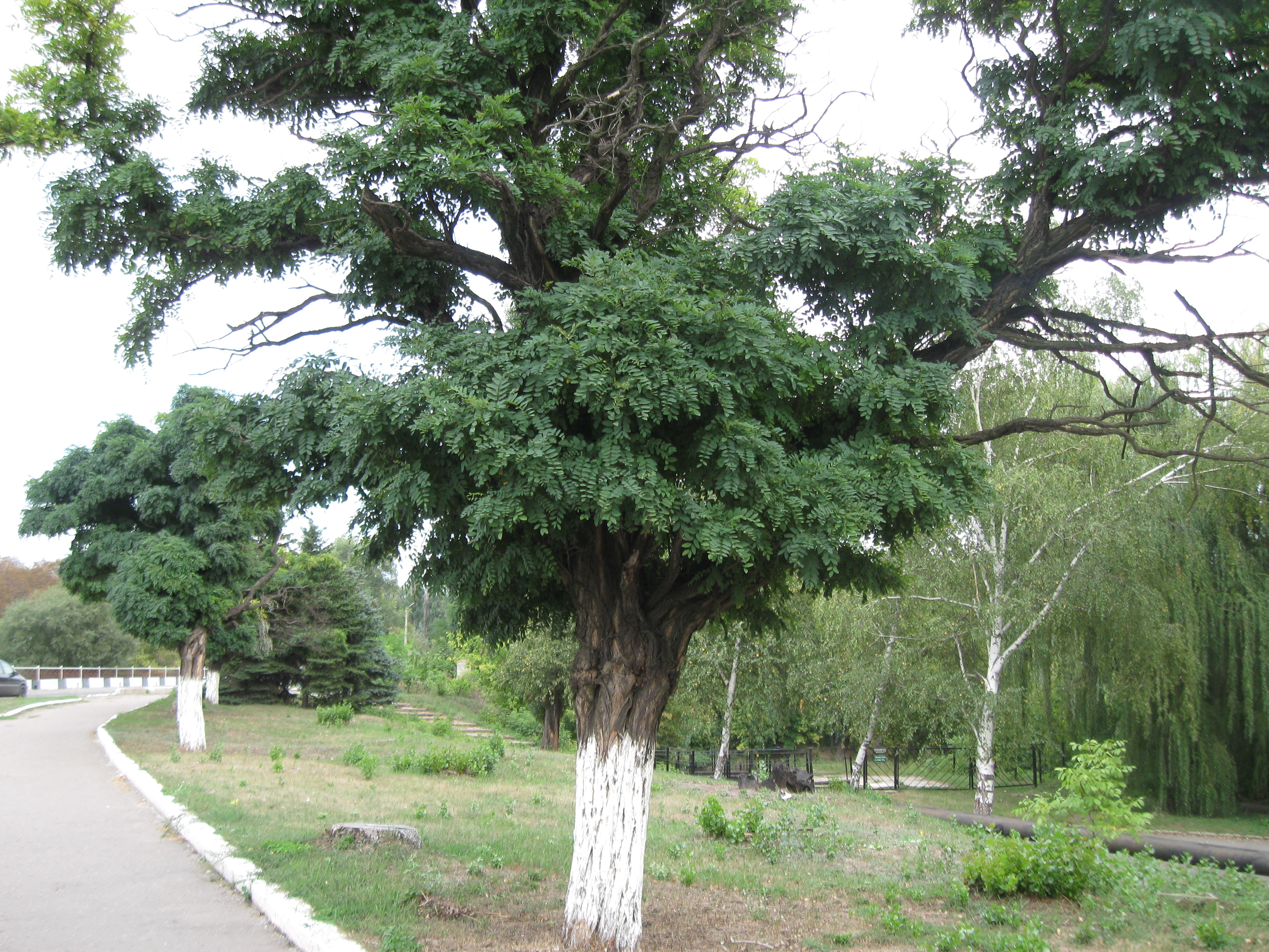 File tree. Улица Ленина деревья. Дерево иск большое. Дружковка ул Ленина.